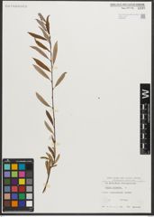 Foto von Salix triandra L.